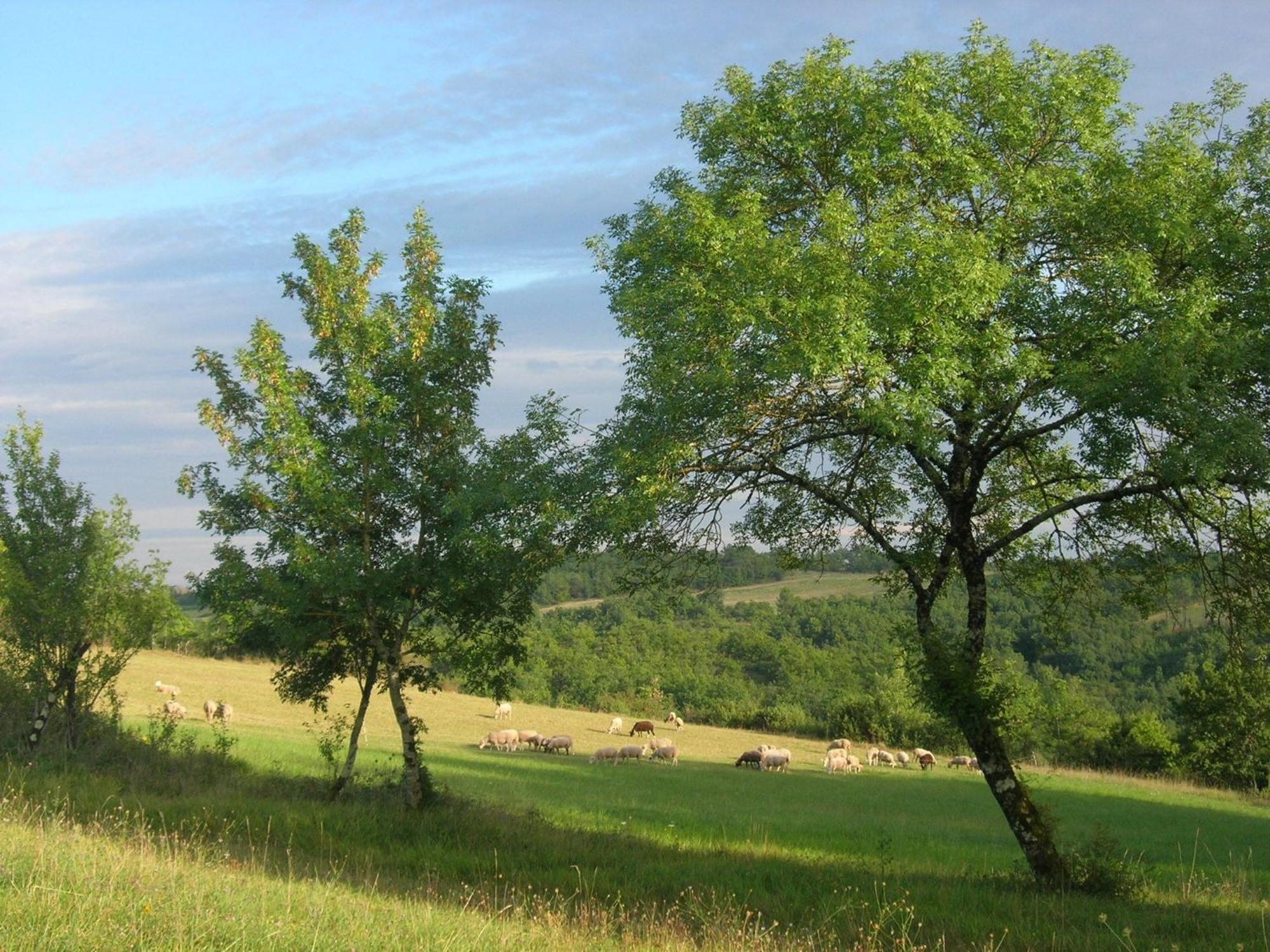 Les Hauts D'Albas アルバ 部屋 写真